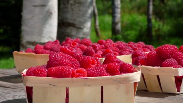 Frambuesas rojas maduras en las cestas de mimbre — Vídeos de Stock