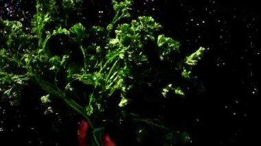 Su damlaları ıslak maydanoz bir demet üzerinde sinek