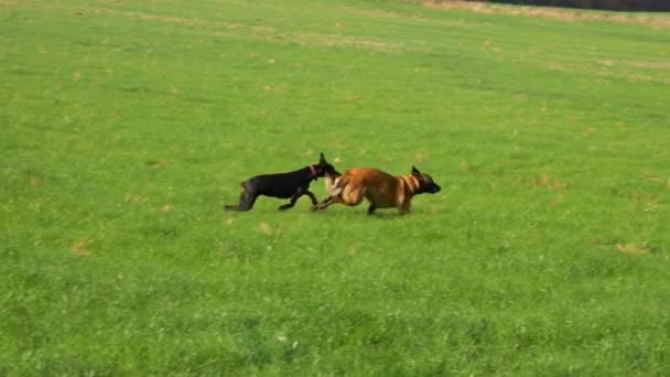 Dos hermosos perros de raza pura corren en un campo verde — Vídeos de Stock
