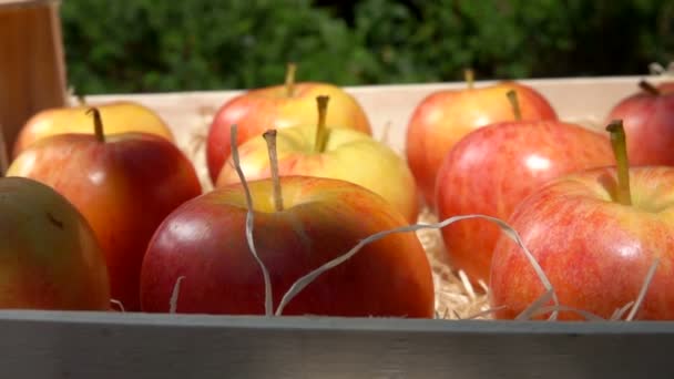 Ώριμα και ζουμερά κόκκινα μήλα βρίσκονται σε ένα ξύλινο κουτί — Αρχείο Βίντεο