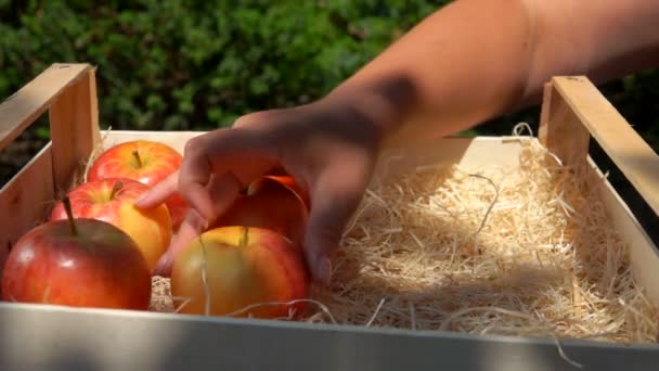 Рука кладет сочные красные яблоки из деревянной коробки — стоковое видео