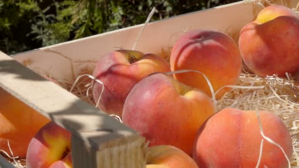 Hand sätter mogna saftiga persika i en trälåda — Stockvideo