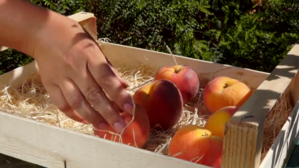 Hand puts ripe juicy peachs in a wooden box — Stock Video