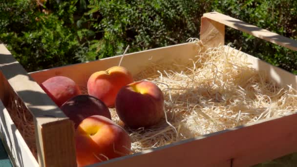 Mano mette pesche succose mature in una scatola di legno — Video Stock