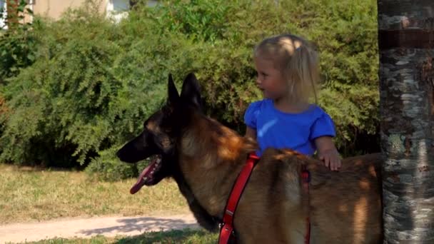 Küçük sarışın kız Belçikalı bir çoban köpeği okşayıp — Stok video