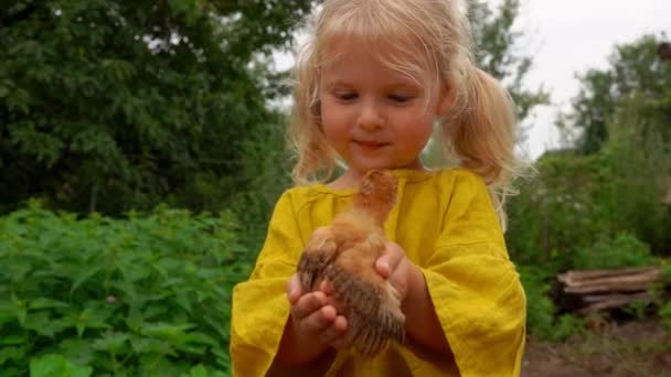 Niña sostiene en sus manos un poco de pollo — Vídeos de Stock