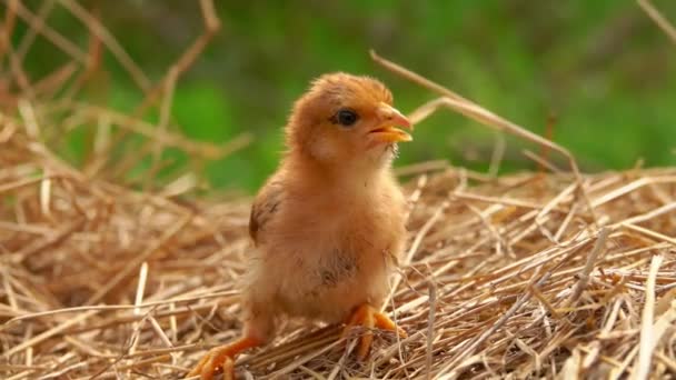 Liten ingefära chick sitter på sugrör — Stockvideo