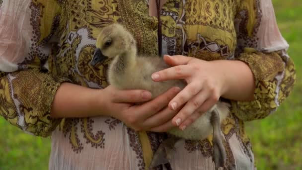 Kleine eendje zit op de handen van een boer — Stockvideo