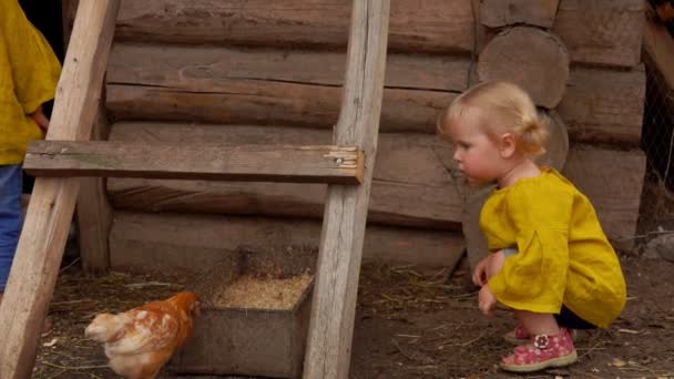 Chicas lindas revisan aves jóvenes en una granja — Vídeo de stock