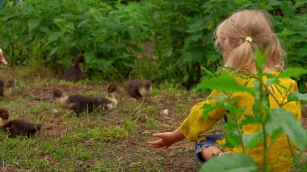 Little girl watches a duck with ducklings — Stock Video