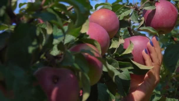 Hand kiest een rijpe appel uit een boomtak — Stockvideo