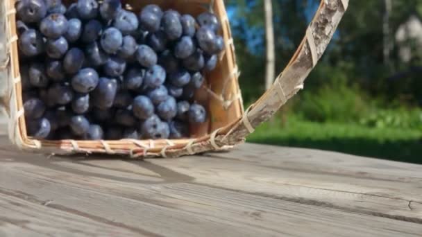 Blueberry yang dituangkan dari keranjang — Stok Video