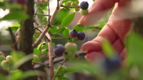 Female hand picks berries ripe blueberries — Stock Video