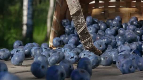 Blueberries obter sono suficiente de uma cesta — Vídeo de Stock