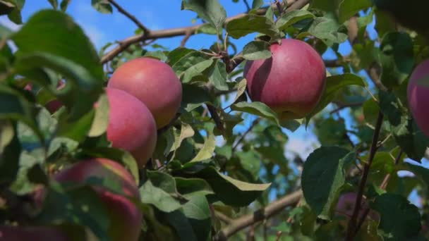 A női kéz érett almát egy elágazásban veszi — Stock videók