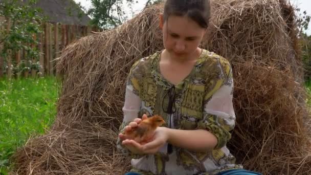 Petit poulet assis sur les mains d'une fermière — Video