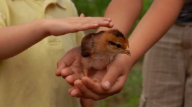 Küçük bir civciv hafifçe okşayarak kız elleri