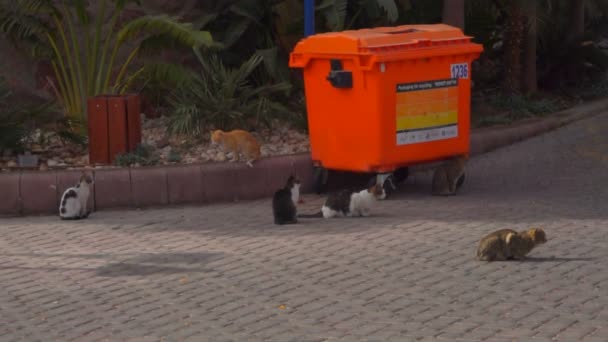 Gatos de rua estão sentados ao lado do recipiente do lixo — Vídeo de Stock