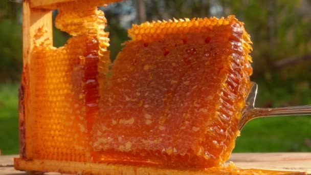 Apiculteur met du miel dans des rayons de miel sur une planche — Video