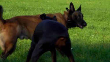 Güzel safkan köpekler yeşil bir alanda oynamak