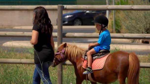 Frau führt Pony mit Zaumzeug — Stockvideo