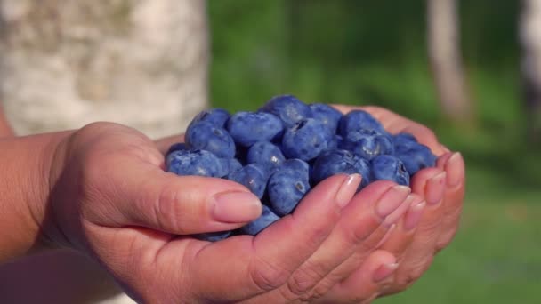 Large beautiful blueberries in palms — Stock Video