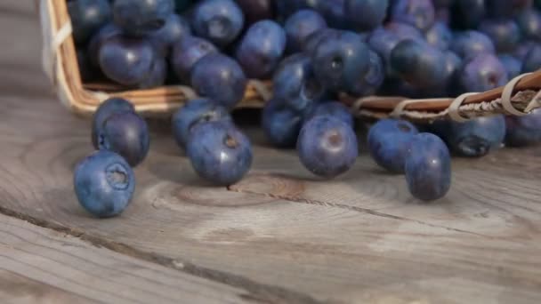 Extreme close up of blueberries fall out of the basket — Stock Video