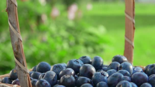 Panorama av korg med vackra stora blåbär — Stockvideo