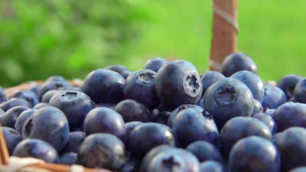 Cesta con hermosos arándanos grandes — Vídeos de Stock