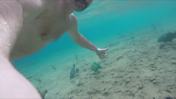 Man swims under water among the fish — Stock Video