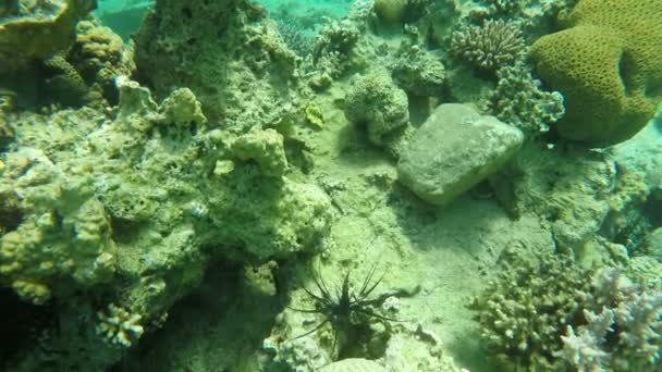 Тропические коралловые львы плавают рядом с коралловым рифом — стоковое видео