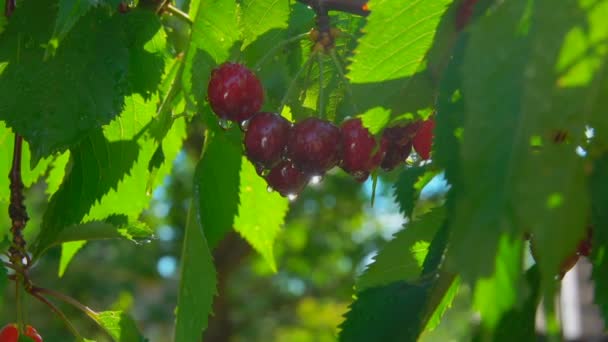Капли воды из спелых вишневых ягод — стоковое видео