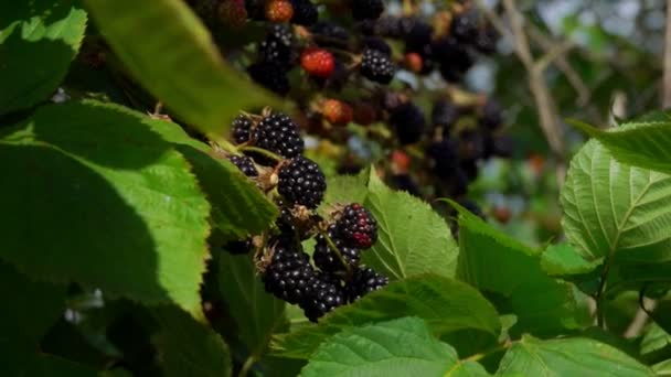 Bee létá do bobulí zralá šťavnatá Ostružina — Stock video