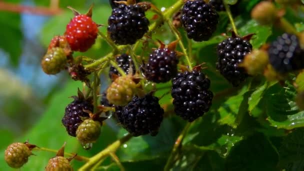 Madura jugosa mora cuelgan de las ramas en la lluvia — Vídeos de Stock