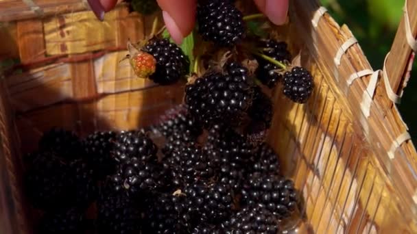 女性手在篮子里摘下多汁的黑莓 — 图库视频影像