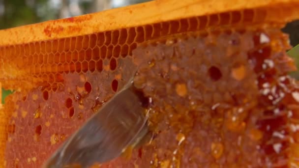 Honeycombs są cięte nożem z ramy — Wideo stockowe