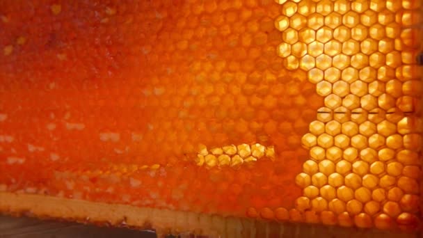 Close-up de favos de mel cheios de mel iluminado pelo sol — Vídeo de Stock