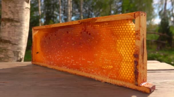 Marco con panales de abeja de pie en la superficie de madera — Vídeos de Stock