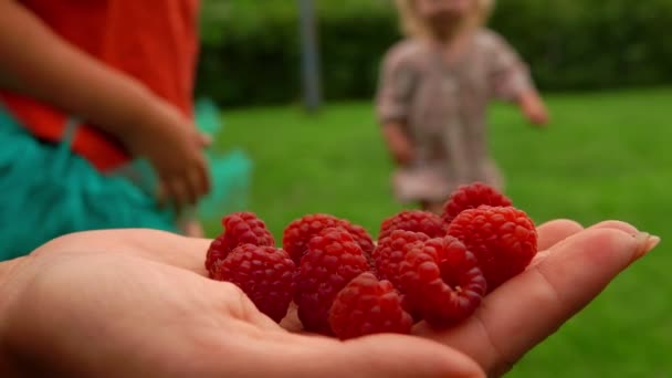 Kleines Mädchen rennt und nimmt eine leckere Himbeere — Stockvideo