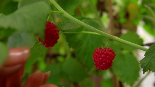 La mano toma grandes frambuesas jugosas de las ramas — Vídeos de Stock