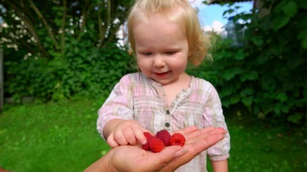 Милая девушка ест малину из рук взрослых — стоковое видео