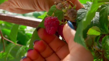 Bir çalılıktan kırmızı ahududu toplayan kadın elleri