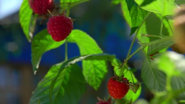 与红色多汁树莓的灌木全景 — 图库视频影像