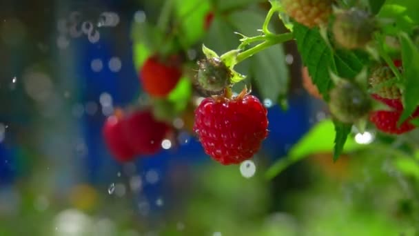 Summer rain dripping on a bush full of raspberries — Stock Video