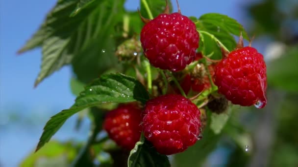 Drops of summer rain fall on raspberry branch — Stock Video