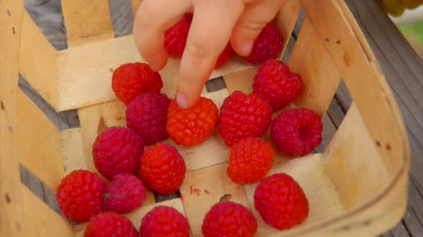 Kinderhand nimmt Himbeeren aus dem Korb — Stockvideo