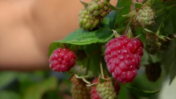 Close-up van vrouwelijke vingers plukken framboos — Stockvideo