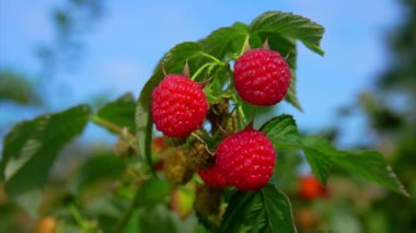Lezzetli olgun kırmızı ahududu ile Dal