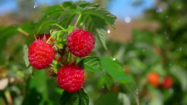 Sommarregn faller på en gren med röda hallon — Stockvideo