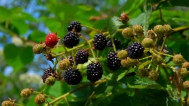 Olgun böğürtlen yağmurda dalları asmak